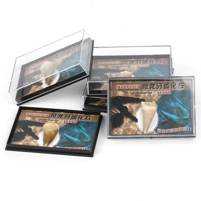 Natural Mineral Specimen Teaching Materials Reiki Healing Crystals Collection Box for Children Students Researching Exploring