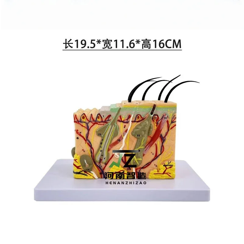 Human Skin Models Medical Teaching Skin Structure Anatomical Model