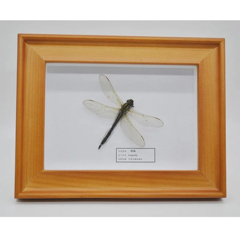 

Real Dragonfly Specimen with Wings Spread,Handmade 3D Photo Frame Insect Specimen, Suitable for Home Decoration Desktop Ornament