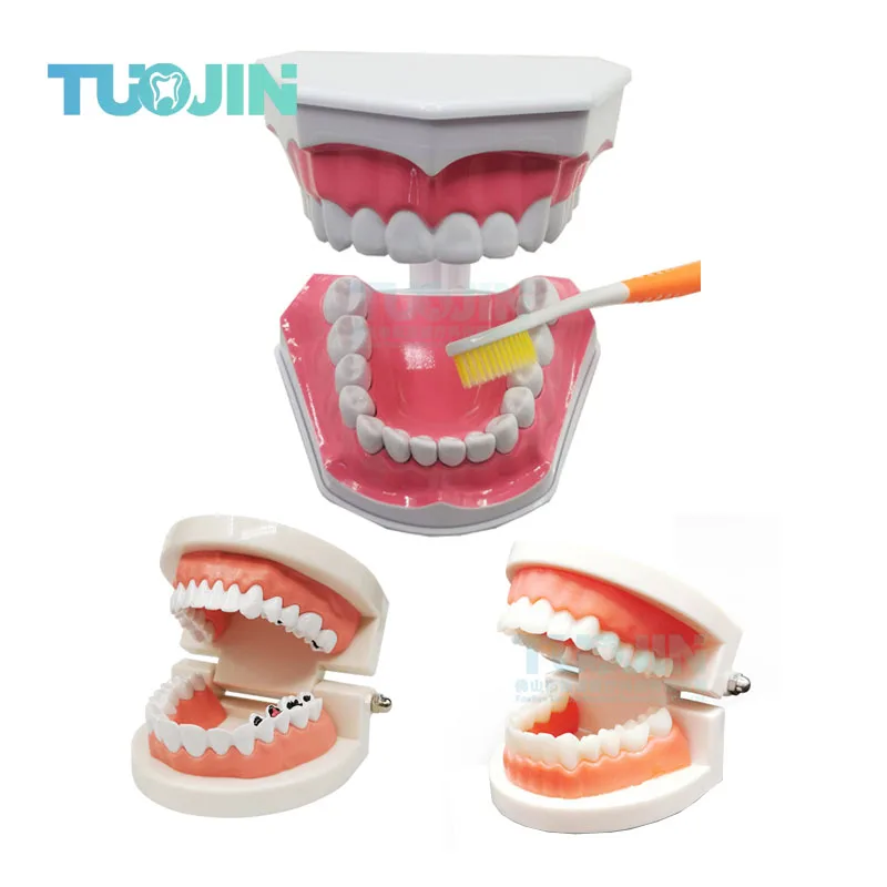 

Модель зубов для детей - 2-кратная модель зубов Модель больших зубов с зубной щеткой Негабаритная стоматологическая модель для чистки зубов