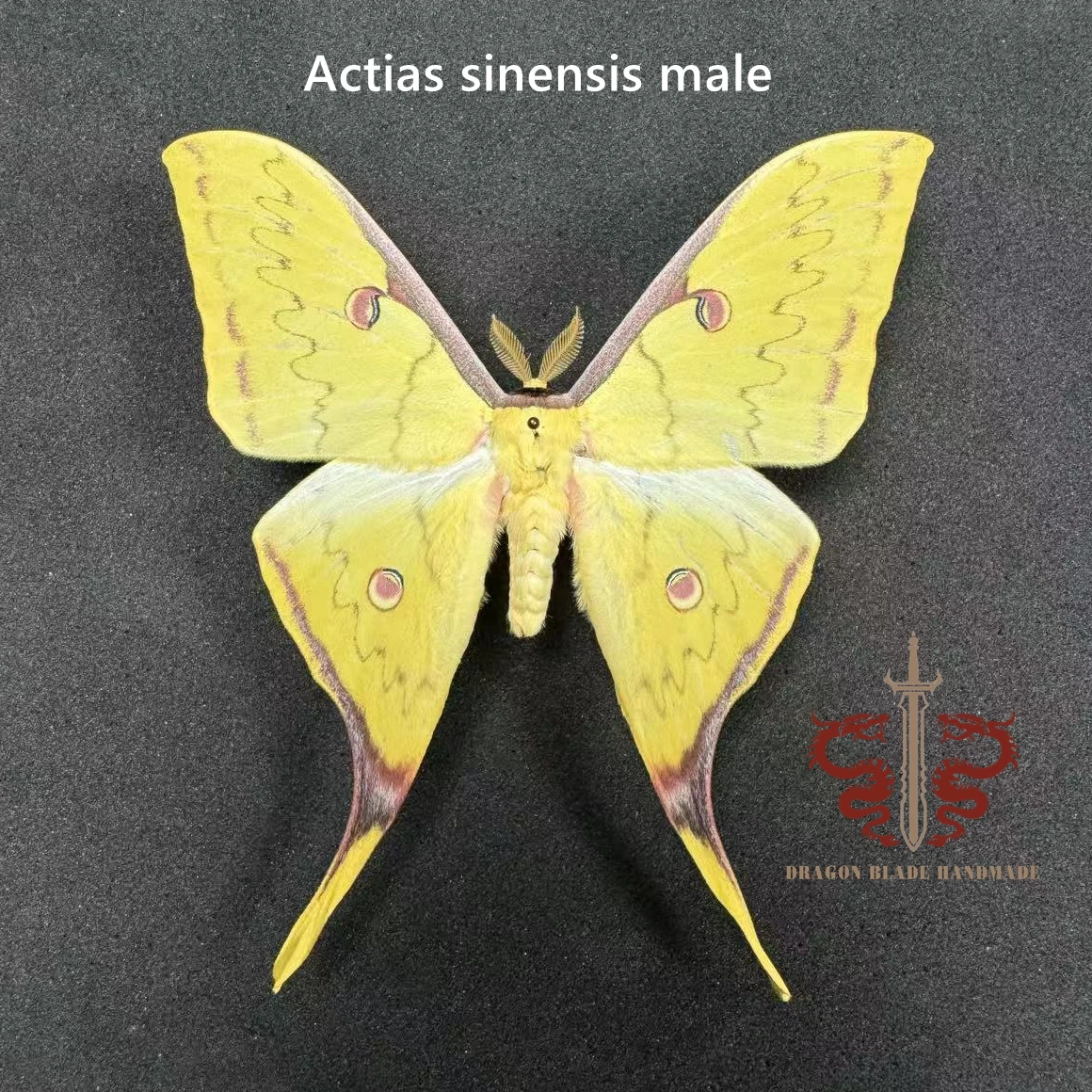 Moth specimen Actias sinensis male, wings spread A1/A- high quality, Decorative Display Collection Gifts
