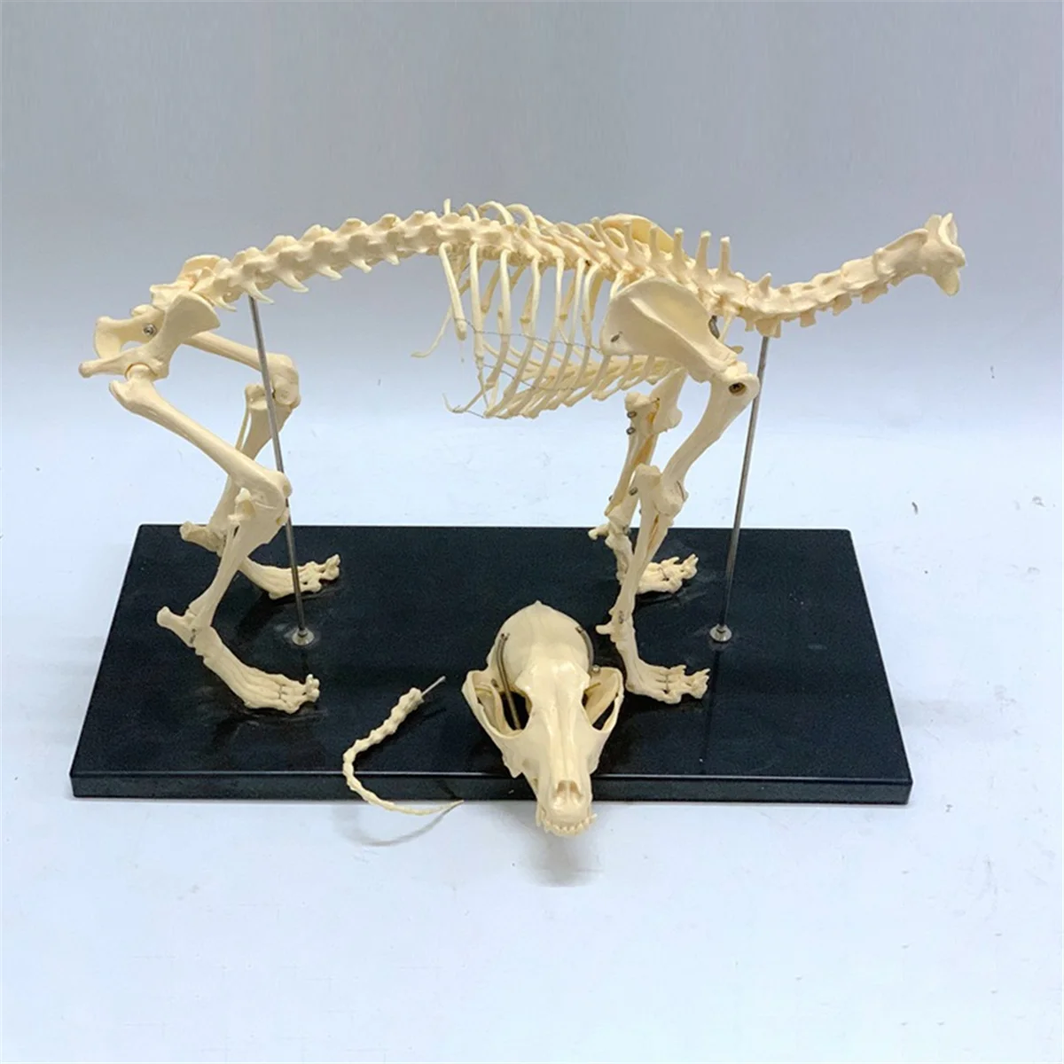 

ABFKL Dog Skeleton Model Dog Anatomy Animal Teaching Model Laboratory Veterinary Teaching Demonstration Tool
