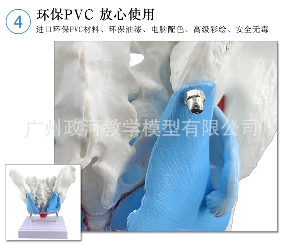 Female Pelvis Anatomy Model with Pelvic Floor Muscles Reproductive Organs Life Size Removable Organs  Uterus  Bladder Rectum