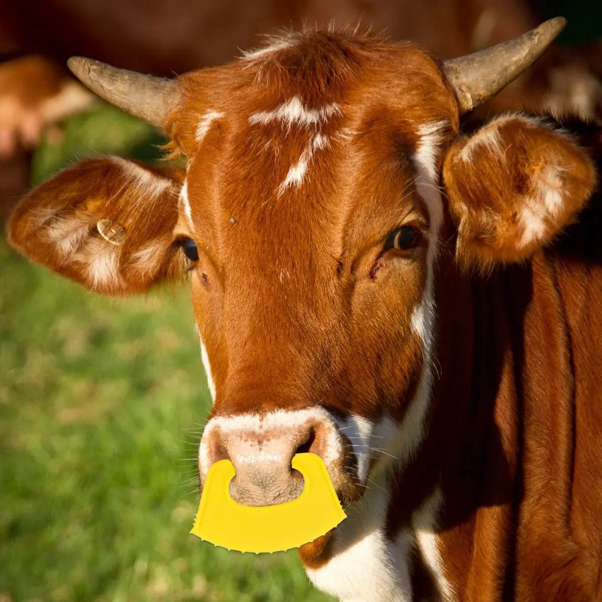5pcs Penahan Puting Sapi Anti-Menyusui Anak Sapi Alat Penyapih Plastik Tahan Lama Bulat Halus Mudah Dibersihkan Label Telinga Ternak