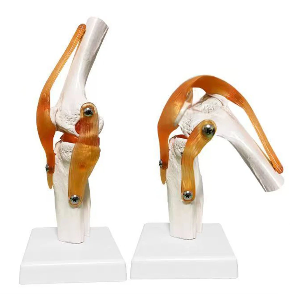 1:1 Flexible Knee Joint Model with Ligaments and Base Femur Tibia and Fibula Bone Anatomy Model For Medical Teaching Wholesale