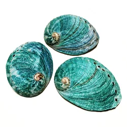 2 PCS Natural Green Abalone Shell Bowl Home Aquarium Landscape DIY Decor Soap Holder 8-9cm Craft Collectable Jewelry Holder