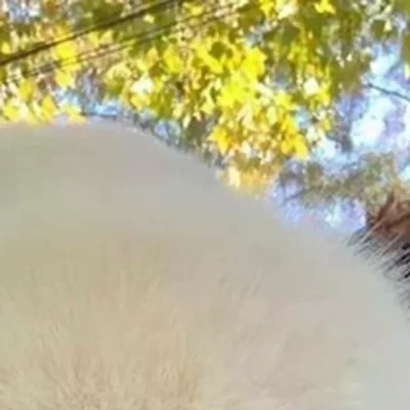 

Winter Hat For Women Faux Fur Fluffy Bucket Hat For Women Luxury Plush Mongolian Hat Soft Panama Cap Skiing Riding Warm Caps ﻿