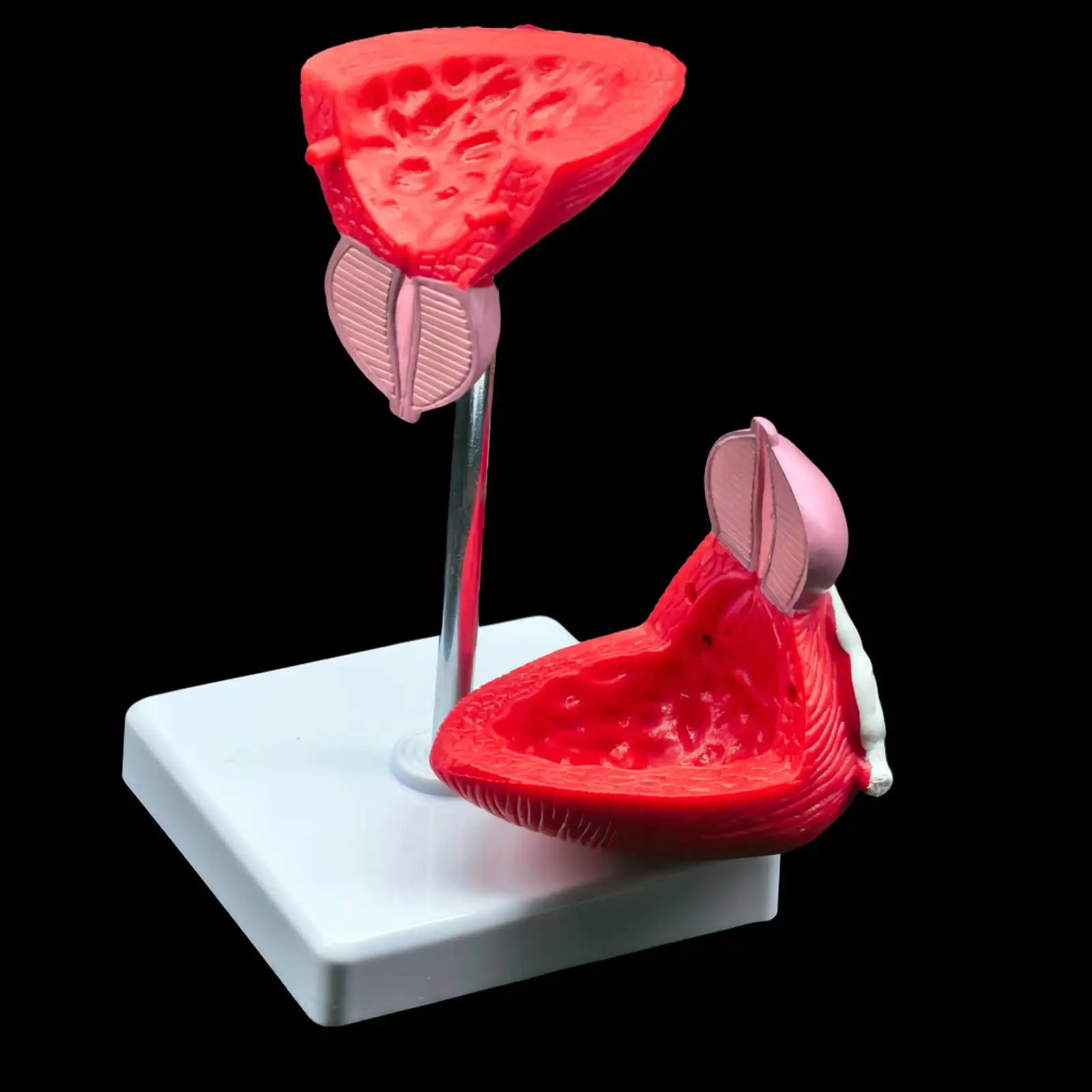 PVC Natural Life Size Anatomical Human Urinary Bladder Prostate Model Medical Urology Anatomy