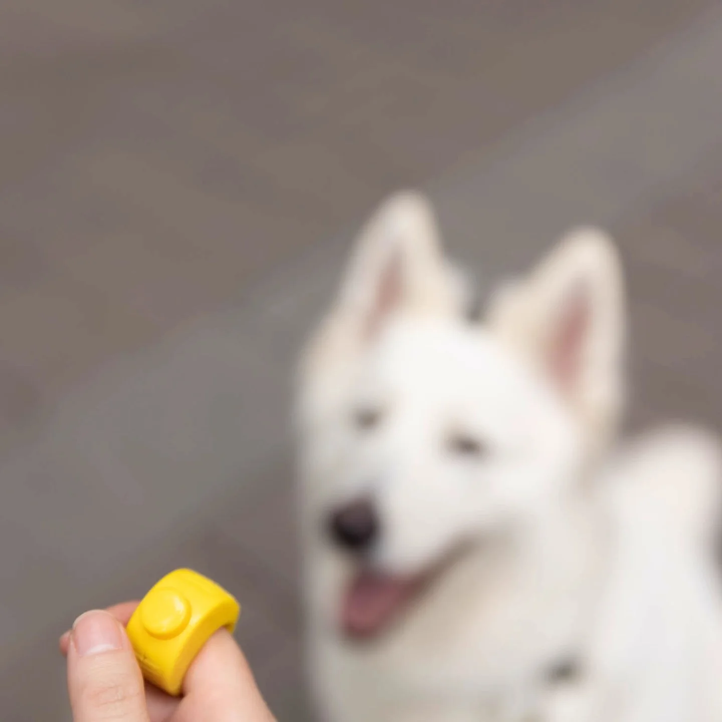 Thumbnail 4 - #18 Highest Rated Dog Clickers to Buy in 2026