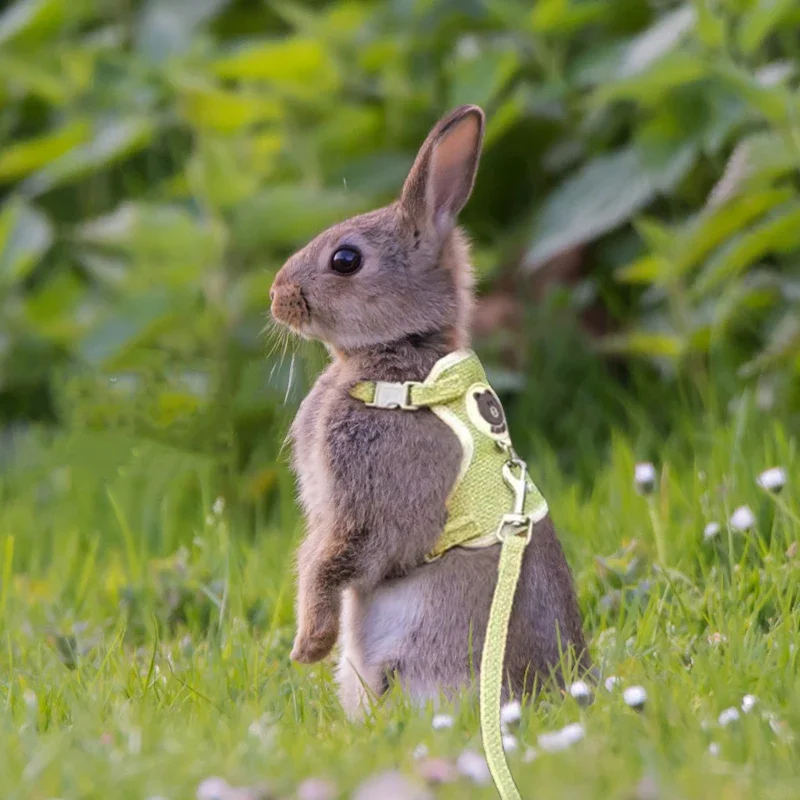 Cute Rabbit Harness Leash Set Bunny Pet Accessories Small Pet Carrier Teddy Bear Cat Leash Rabbit Collar  Rabbit Accessories