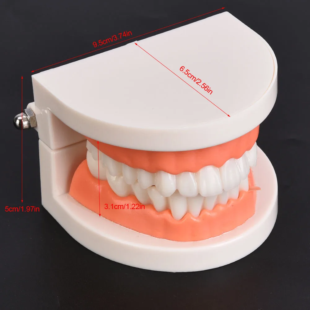 1 pz igiene orale modello educativo asilo bambini spazzolino da denti modello laboratorio dentale assistenza sanitaria denti PE modello di gomma morbida