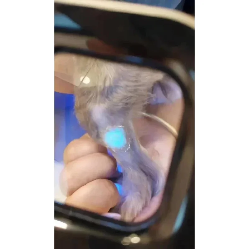 Pet Supplies Wood's Lamp USB Charging Handheld Filter Light Pet Skin Diagnosis Accessories Clinic