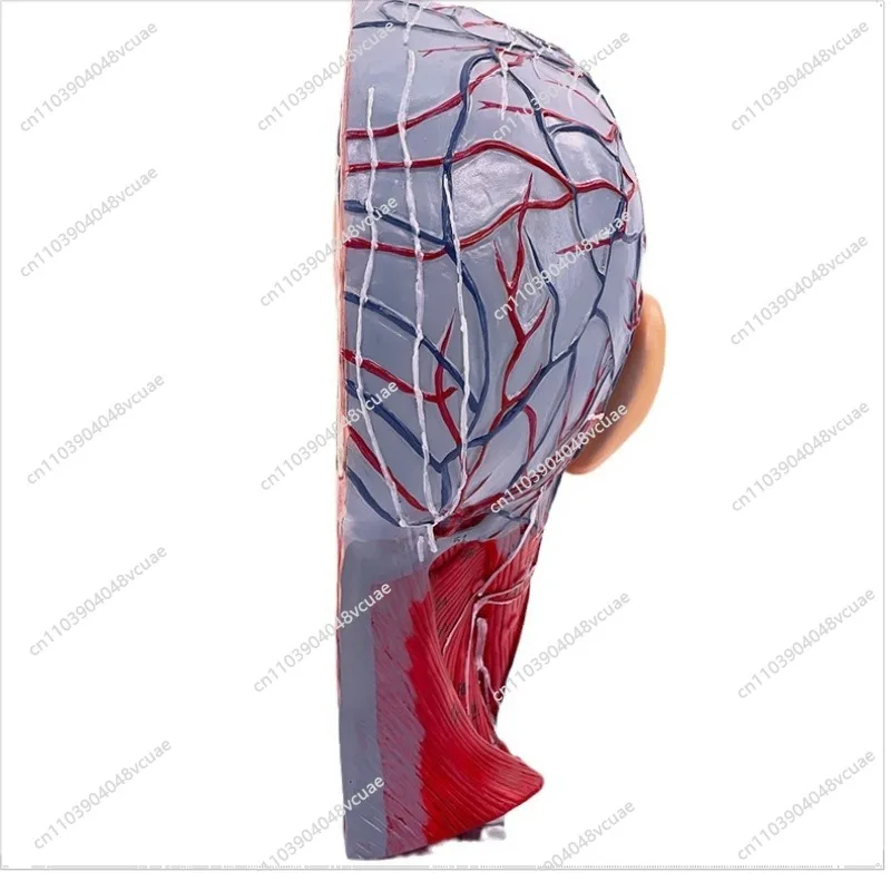 For Human Head Medical Anatomy Skull with Muscle Neurovascular Model, Cosmetic Facial Nerve Microplastic Surgery