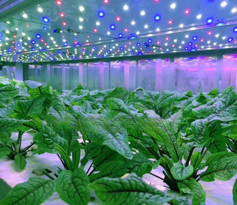 Fabbrica di piante idroponiche in contenitore da 40 piedi