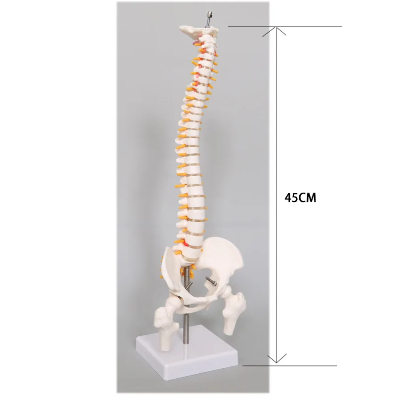 골반 뼈 골격이있는 45CM 인간 척추 모델 인간 해부학 해부학 척추 모델 척추 모델 + 스탠드 Fexible