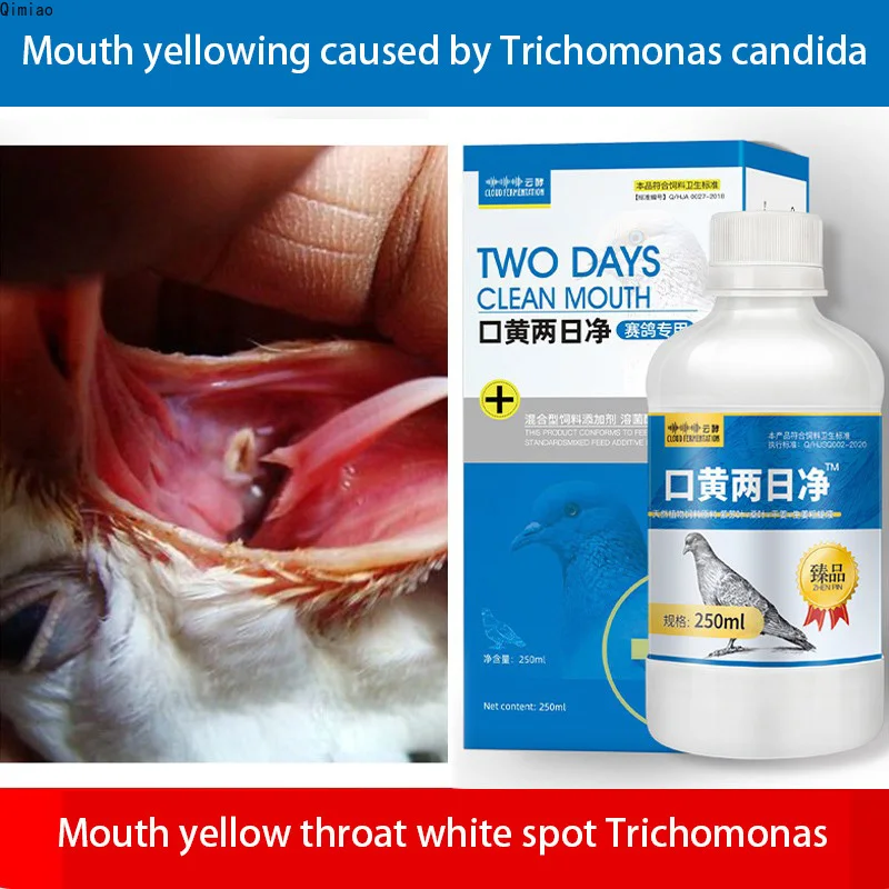 

Mouth yellow two days clean pigeon mouth yellow respiratory tract Trichomonas white spots in the throat Common breeding problems