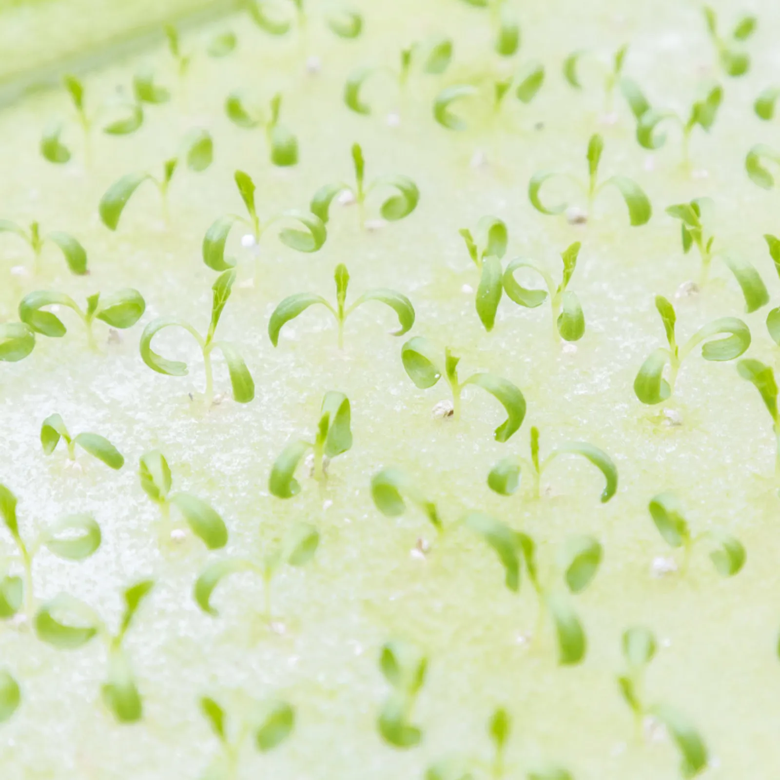 

Набор из 4 губок для беспочвенного выращивания растений, гидропонный инструмент для посадки, квадратные садовые принадлежности, губки для рассады овощей