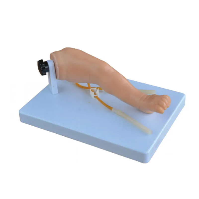 

Leg teaching model of venipuncture for school education and medical training