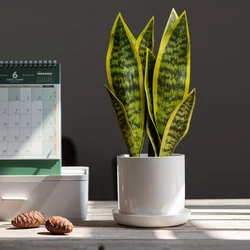 32/37Cm Kunstmatige Tropische Vetplanten Nep Groene Sansevieria Plastic Aloë Vera Bladeren Voor Huis Tuin Balkondecoratie