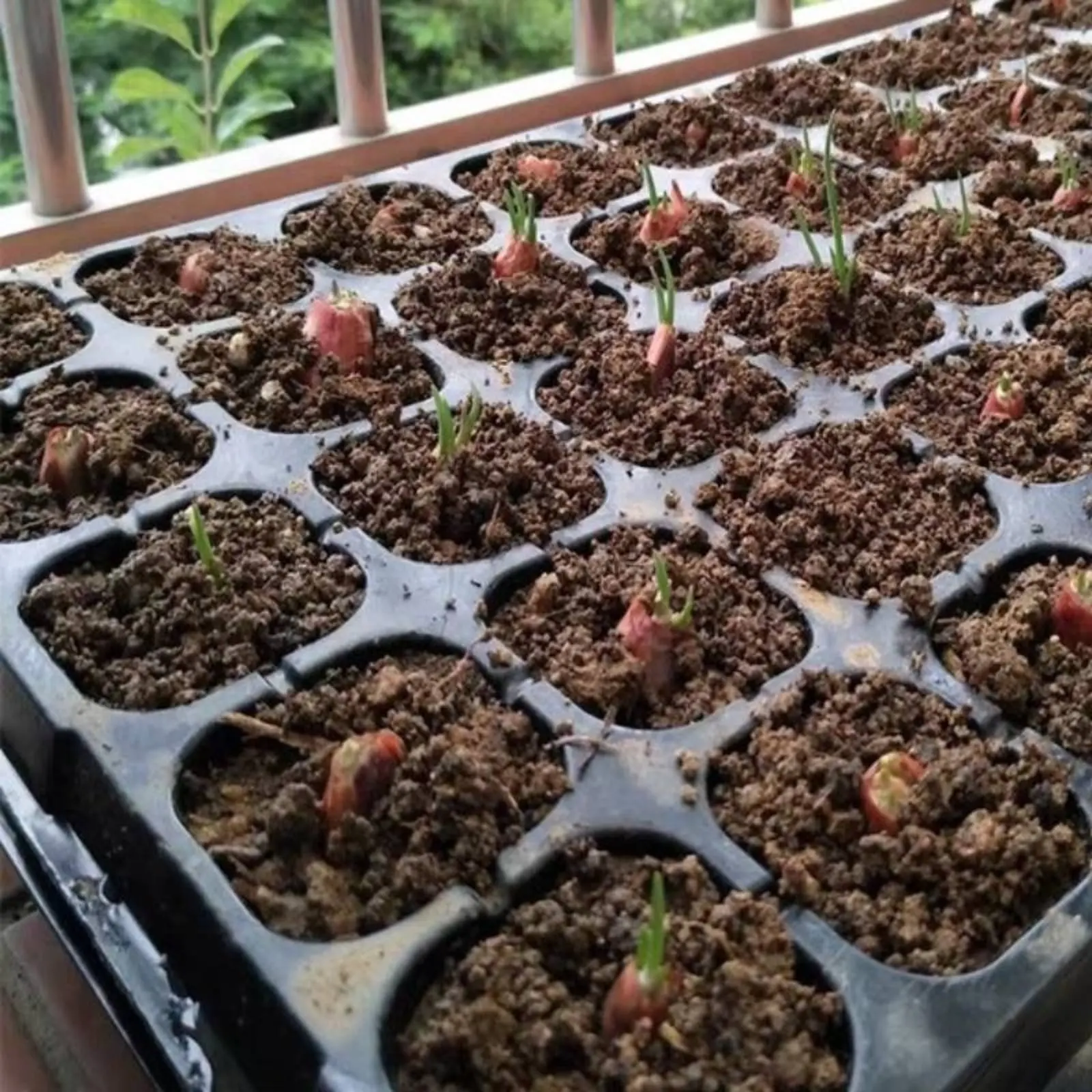 

Пластиковый поддон для рассады с дренажными отверстиями, мини-прорастворитель, многоразовые садовые принадлежности, прочные, для фермеров