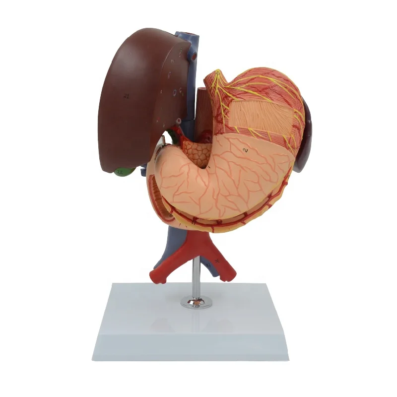 Żołądek Pancreas Seleen Pęcherz żółciowy Dajni i wątroby Model anatomiczny Sprzęt edukacyjny Nauki medyczne Zasoby dydaktyczne