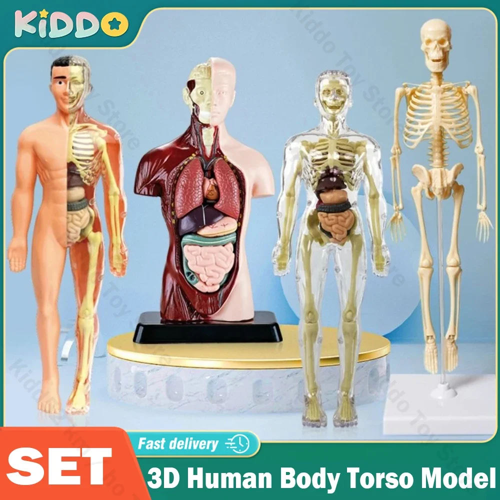 

3D Human Body Torso Model Anatomy Model Removable Children Plastic DIY Skeleton Toy Science Early Learning Aids Educational Toys