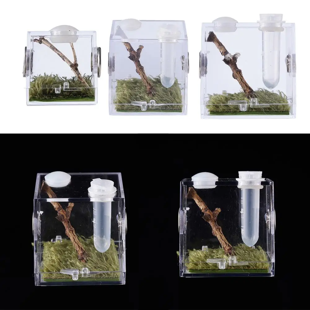 Terrario de plástico transparente para arañas saltadoras, caja de cría de acrílico, jaula a prueba de escapes para insectos, arañas saltadoras