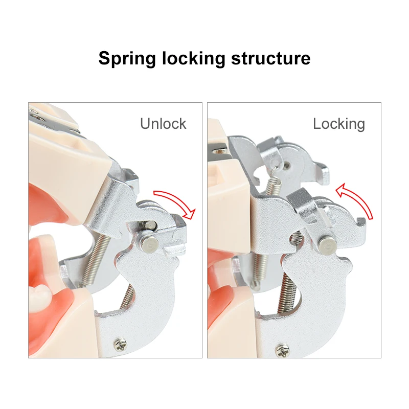 

VVDental Professional Typodont Model 28/32pcs Realistic Resin Teeth w/ Removable Soft Silicone Gums for Dental Practice&Teaching