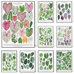 Watercolor Botanical Aroid Plants Flower Leaf Specimen Posters and Prints Canvas Printing Wall Art Picture for Living Room Decor