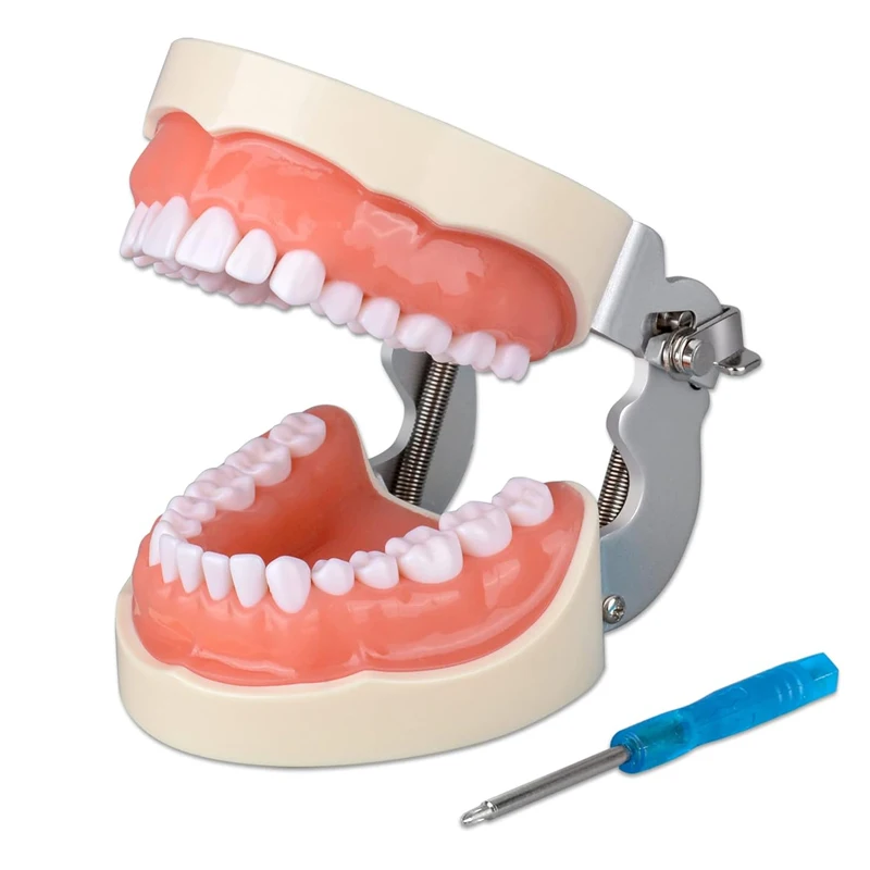 28/32pcs Teeth Model Dental Teaching Model Soft Gum Teeth Resin Typodont Teeth Model for Dentist Practice Studying Dentist Tools