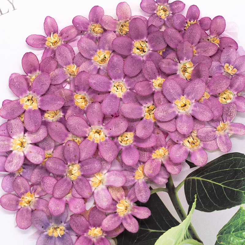 ดอกไม้แห้งสีฟ้าอัดรูปดาว 12 ชิ้น สำหรับงาน DIY ตกแต่งเคสมือถือ/งานศิลปะ/สมุดภาพ/ที่คั่นหนังสือ/ตกแต่งใบหน้า อุปกรณ์งานฝีมือดอกไม้แห้ง