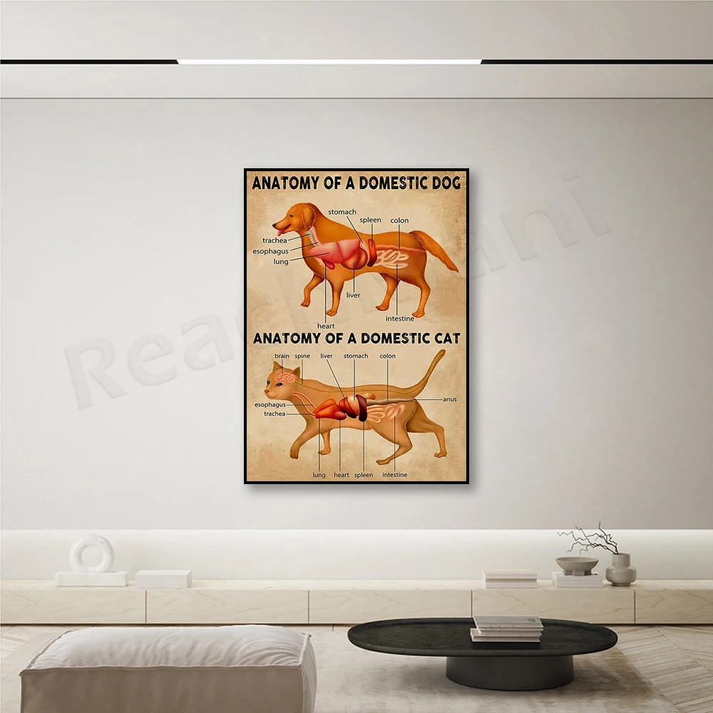 Domestic dog anatomy diagram and domestic cat anatomy diagram, cat poster anatomy, animal poster decoration drawing art