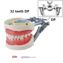Dental Model With 24/28/32 Screw-in Teeth Tooth Model For Filling Training Demo Dentistry Tool Laboratory Practice Instrument