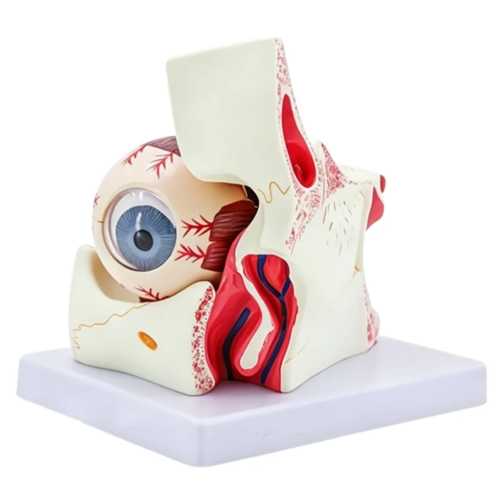 Human Eye and Orbit Enlarged Anatomical Model Eye Structure Demonstration Model for Medical Teaching