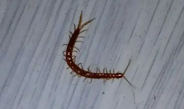 

Servo Fixed Seat for WLtoys 1/24 244016 LOSI 1/24 Micro-B RC Car Metal Upgrade OP Accessories Parts