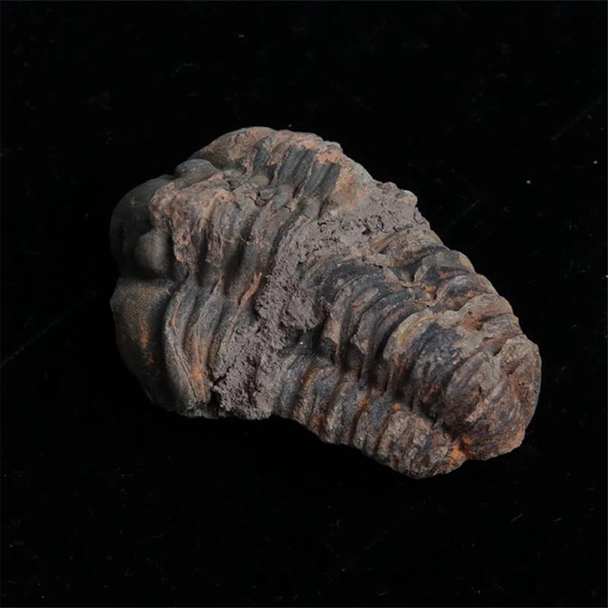 1Pcs Flexicalymene Moroccan Trilobites Fossil 8-9cm Morocco