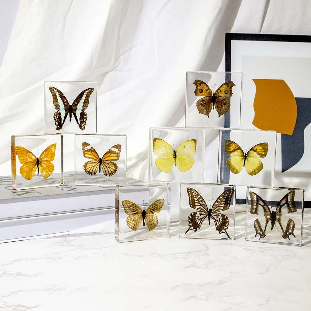 1Pcs Tabletop decoration of Butterfly Insect Specimen In Clear Resin Educational Explore Instrument School Biological Teaching