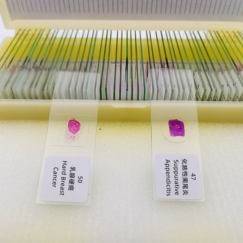 Microscopio de patología humana de 50 uds, conjunto de diapositivas preparado para enseñanza educativa