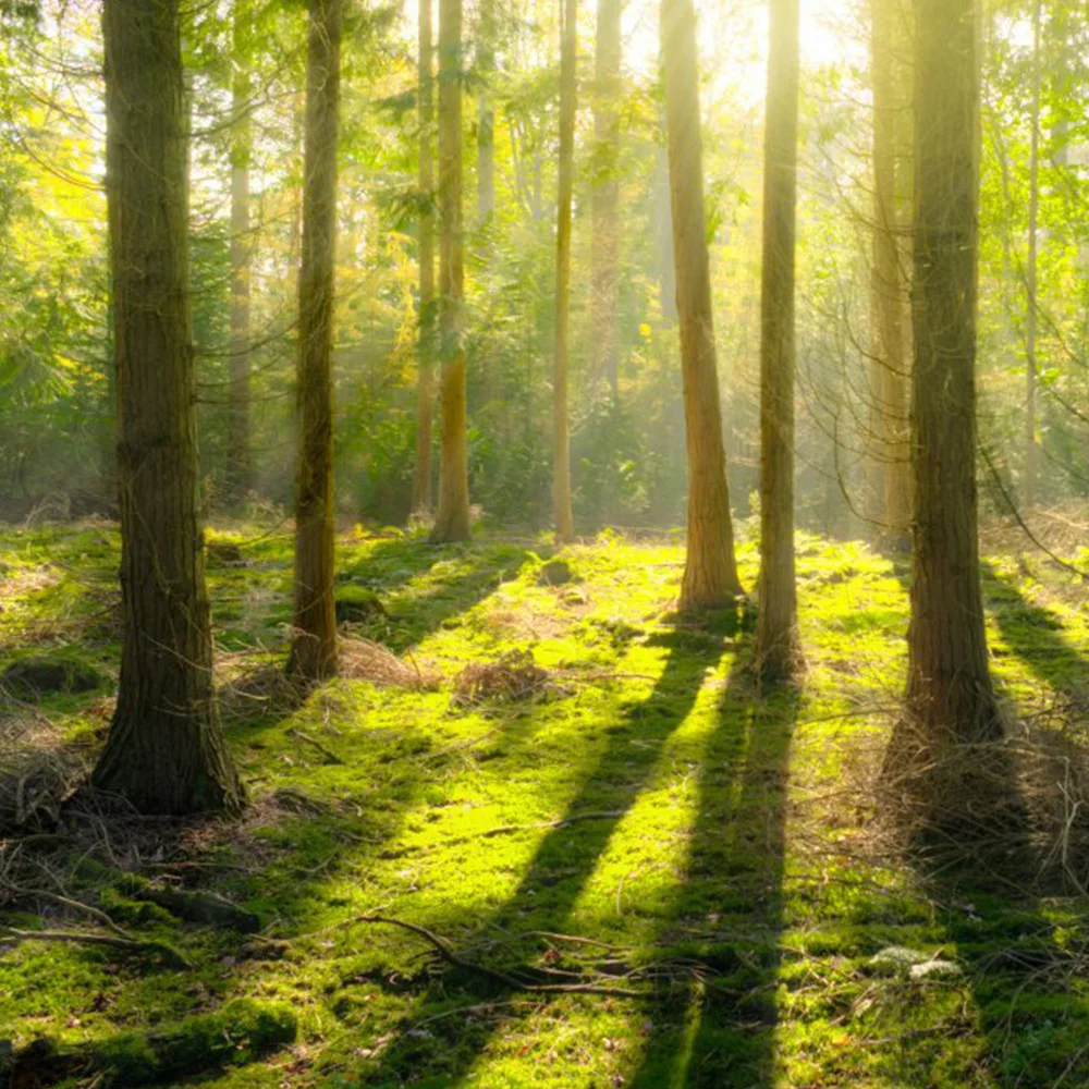 New product forest trees