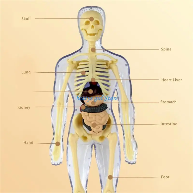 C7AB Anatomical Human Skeleton Model with Detachable Organs Biology Teaching Tool