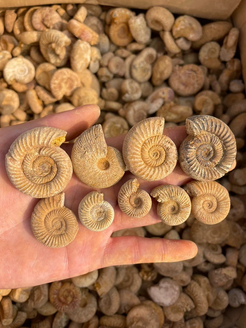 168g Ammonite  Shell Specimen Healing Madagascar