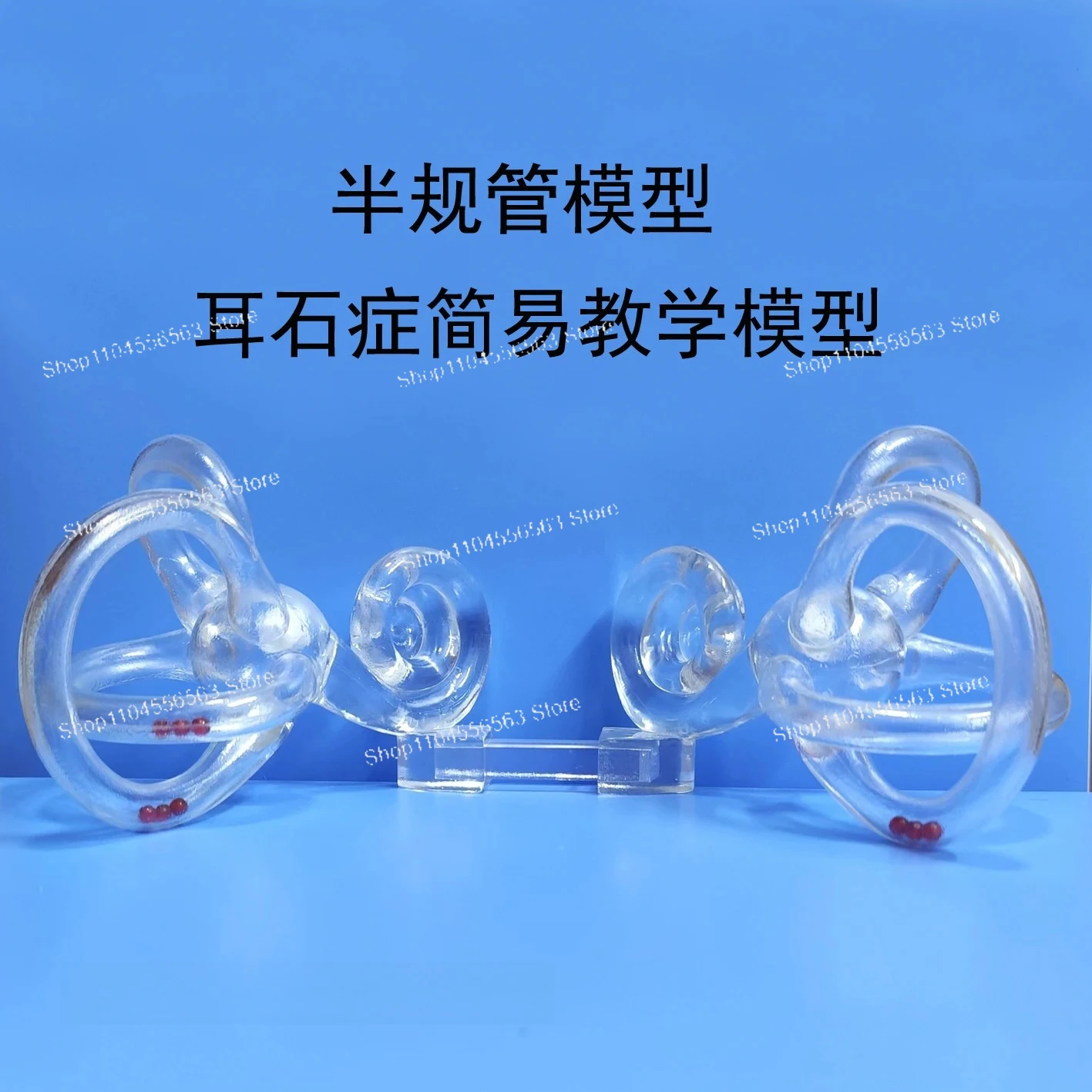 Human Ear Anatomy Teaching Model: Semicircular Canal, Otolith & Inner Ear for Vestibular System and Balance Disorder Education