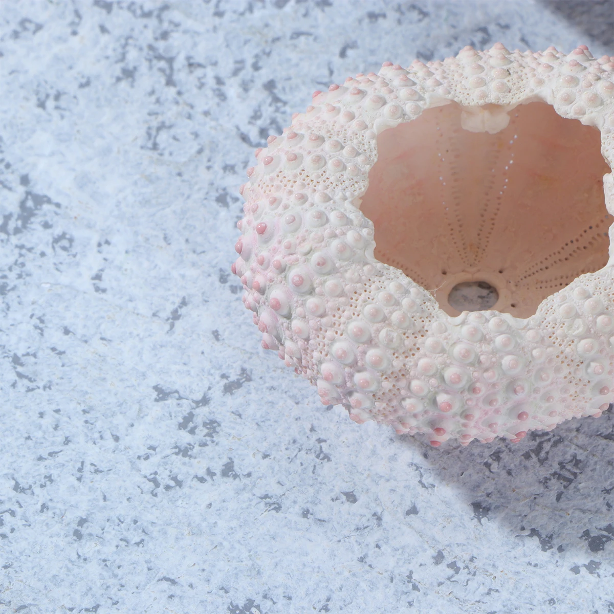 

5 Pcs Sea ​​urchin Shell Succulent Planters Tillandsia Plants Container Natural Planting Holder