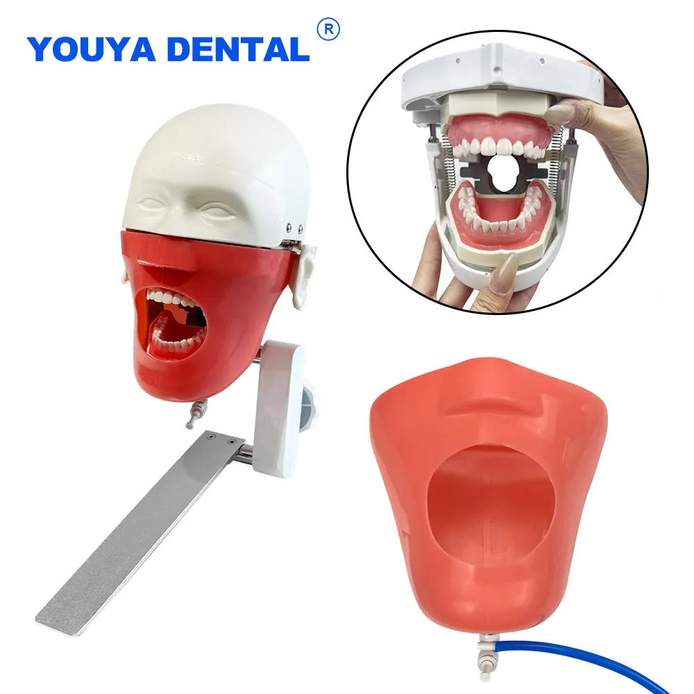 Dental Simulator Phantom Head Model Dental for Teaching Practice Training 360-degree Adjustment Manikin Mounting Dentist Model