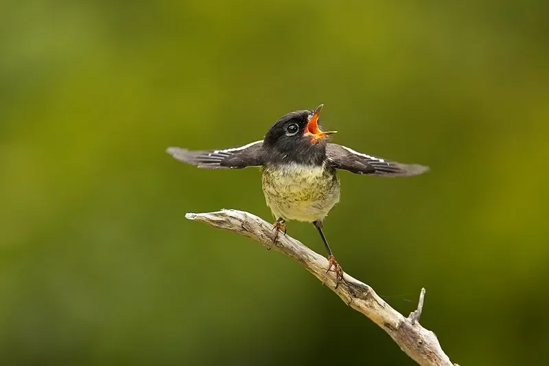 HPXGRC 4-teiliges Sechskant-Schraubendreher-Set 1,5–3,0 mm – für RC Racing Drone, Hubschrauber, Auto und Boot