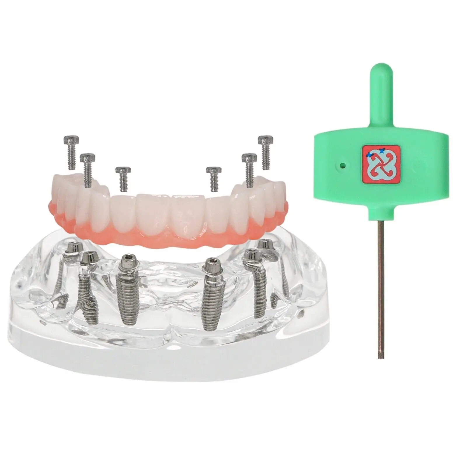 Dental Implant Training Model with 6 Removable Screws Upper Jaw Overdenture for Teaching Studying and Practice Lab