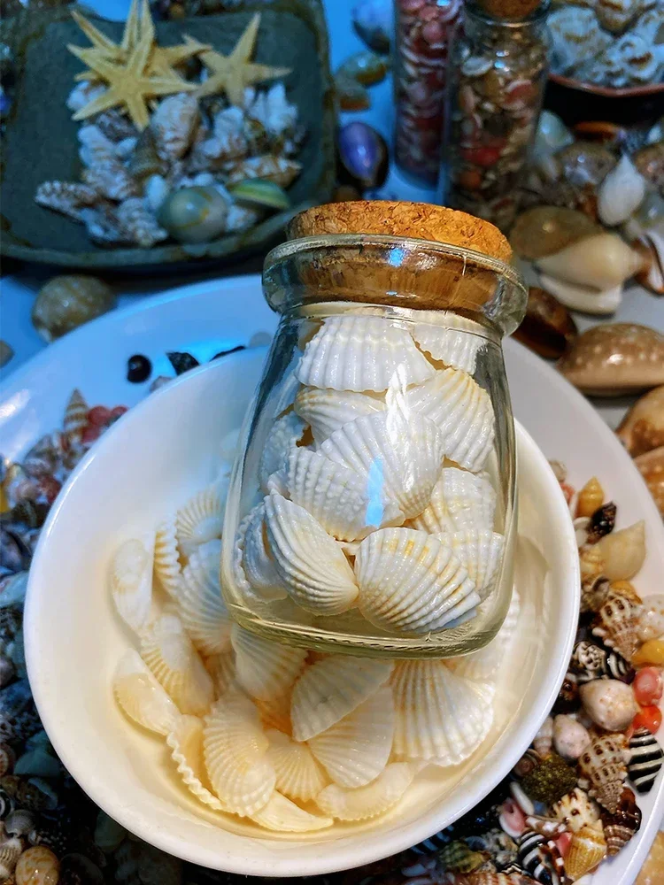 

About 40 Pieces of 2-3 Cm Small Snow Shells in A Wishing Bottle. Shell and Conch Collection Specimens