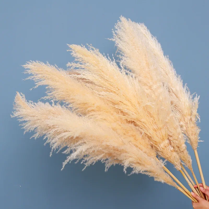 

Gorgeous 60cm Natural Real Dried Flowers - Enormous Pampas Grass Bouquet for Rustic Country Decor and Dreamy Wedding Aesthetics