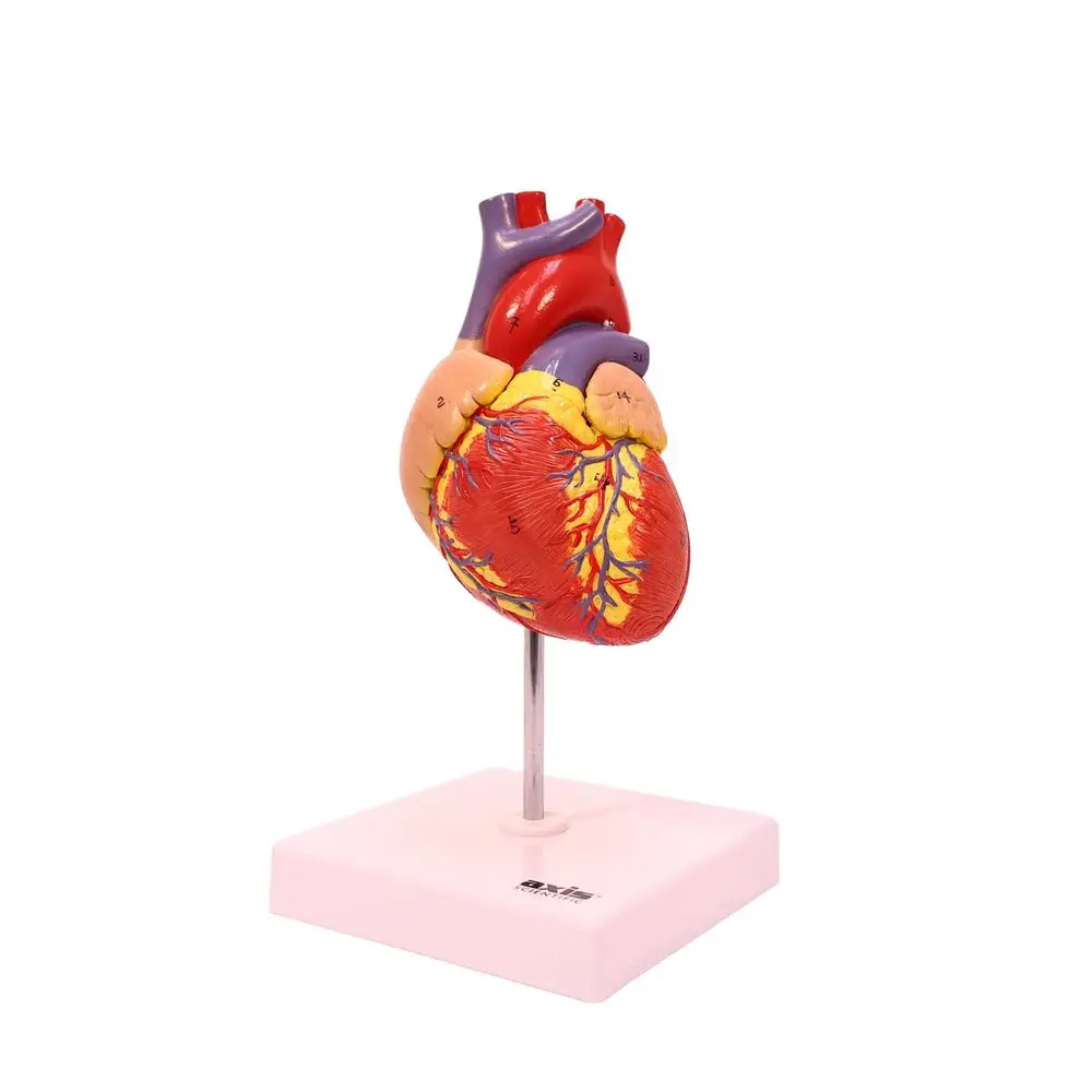 Human Heart Model - 2-Part Magnetic Design with 34 Clearly Labeled Internal Structures, Mounted on Base