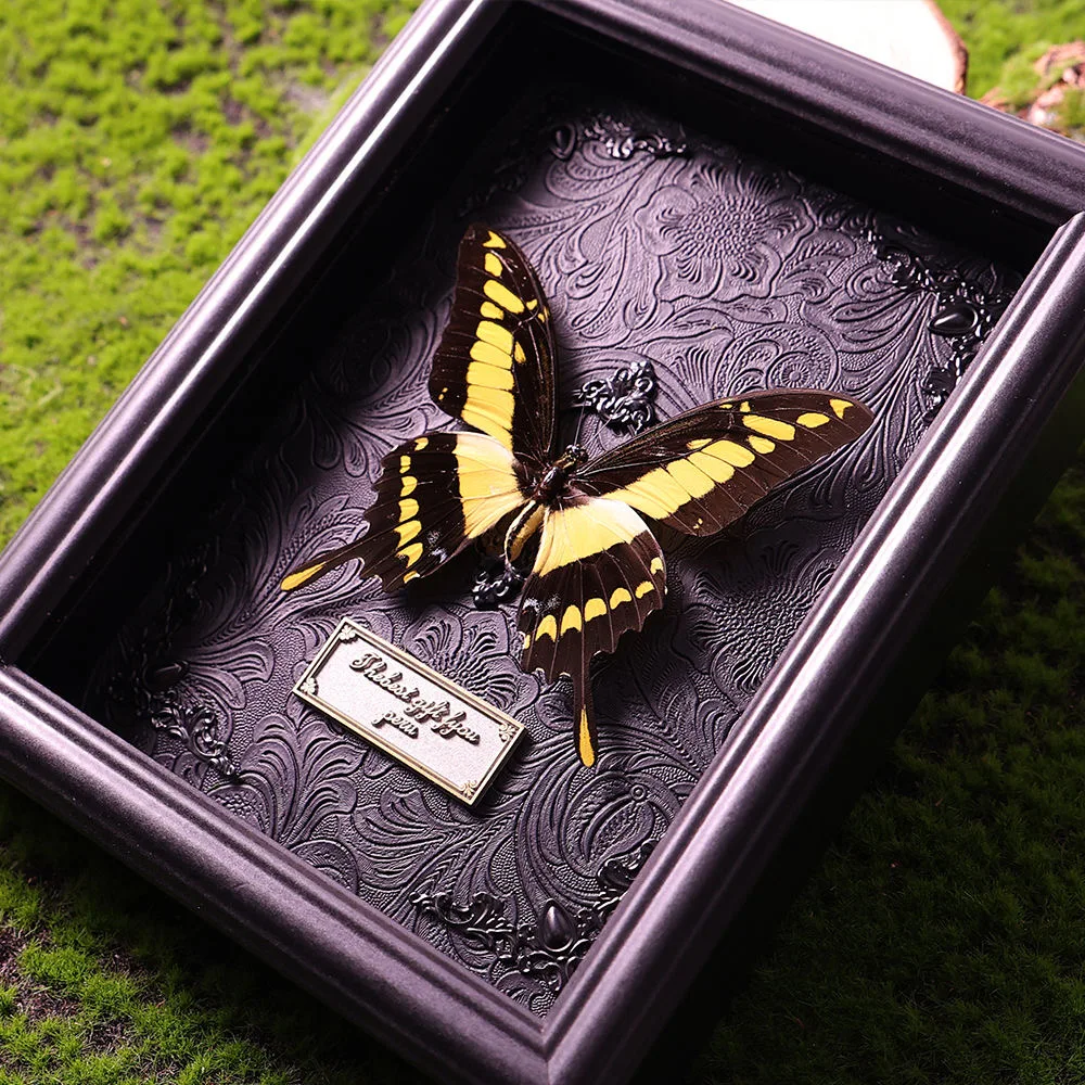 1 pc（Papilio Thoas）Rare real butterfly specimen finished product gift ornament decoration painting birthday gift